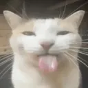 hornycat
