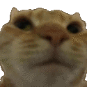 cat_nuhuh