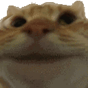 cat_yesyes