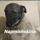 naptimki