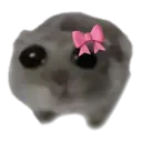 lyserahamster