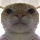 kediemoji