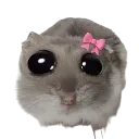 askoslayy
