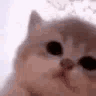 1355607446093168740
