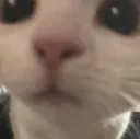 cat_stare