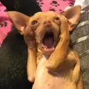 AAAA
