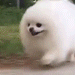 dogrun