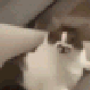cat_2