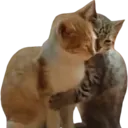 cat_1
