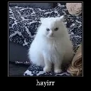Kedy_Hayir