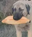 garibankopek