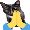 1550prayingcat