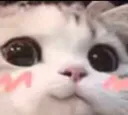 ist_cat