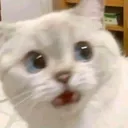 ist_catt
