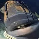 trafish_scott