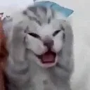 kedi