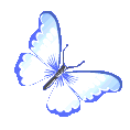 5056indigobutterfly