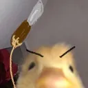 bicaklivak