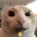 susycat