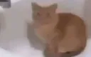 sperkedi