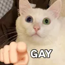 gay