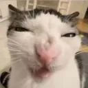 crunchcat