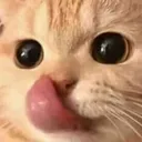 pfdk_lick