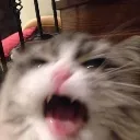 pfdk_bgrmk