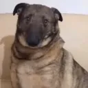 flex_UzgunKopek