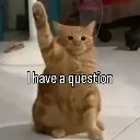 haveaquestioncat