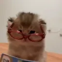 gzlklkedy