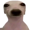 kelkopek