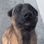 happy_dog_tailwag