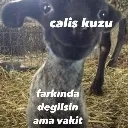 caliskuzu