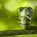 204768maggot
