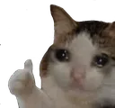 Meme_Sad_Cat_Thumbs_Up