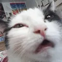 cat_weed