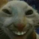 cat_hehe1