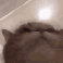 5876catjam
