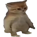 8426cat