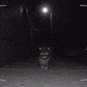 fuckcat