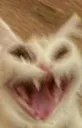 catahhaha