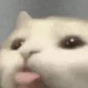 blepcat