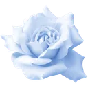 srl_sunucubluerose
