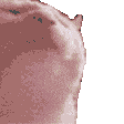 353281cat