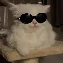 vuyana_cat