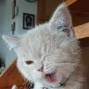 kapis