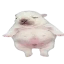 pibble