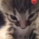 angycat