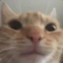 elgatoo